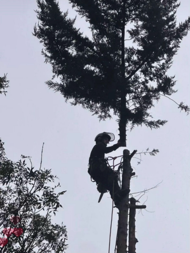 Home - Premier Tree Care